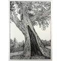 1. Fire-Scarred Madrone