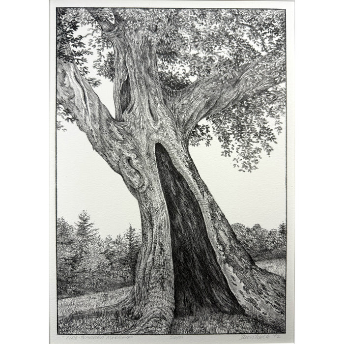 1. Fire-Scarred Madrone