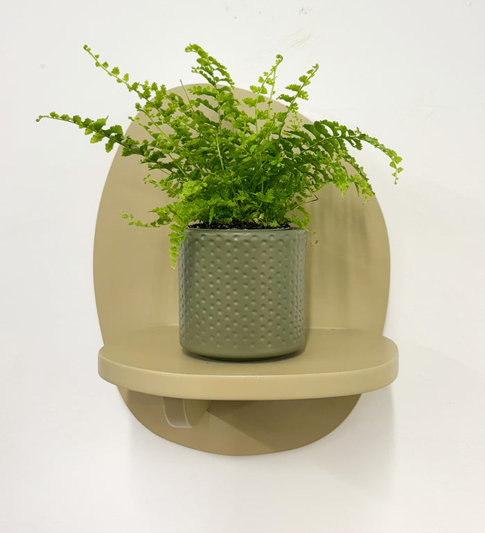 Boston Fern