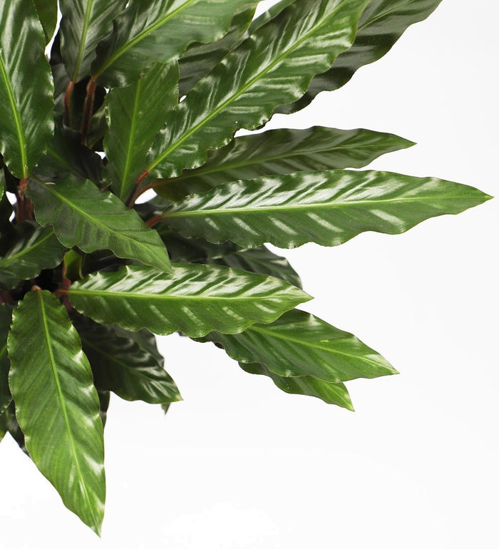 Calathea Rufibarba