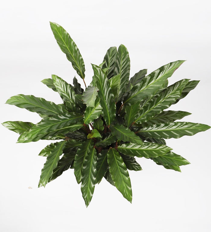Calathea Rufibarba
