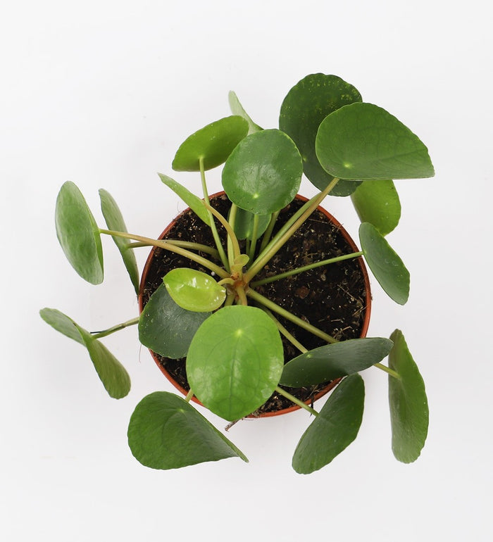 Chinese Money Plant