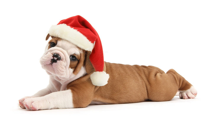 Dog Christmas Puppies Diamond Painting Kit - DIY