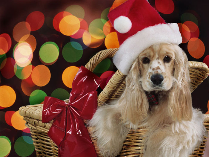 Dog Christmas Toy Diamond Painting Kit - DIY