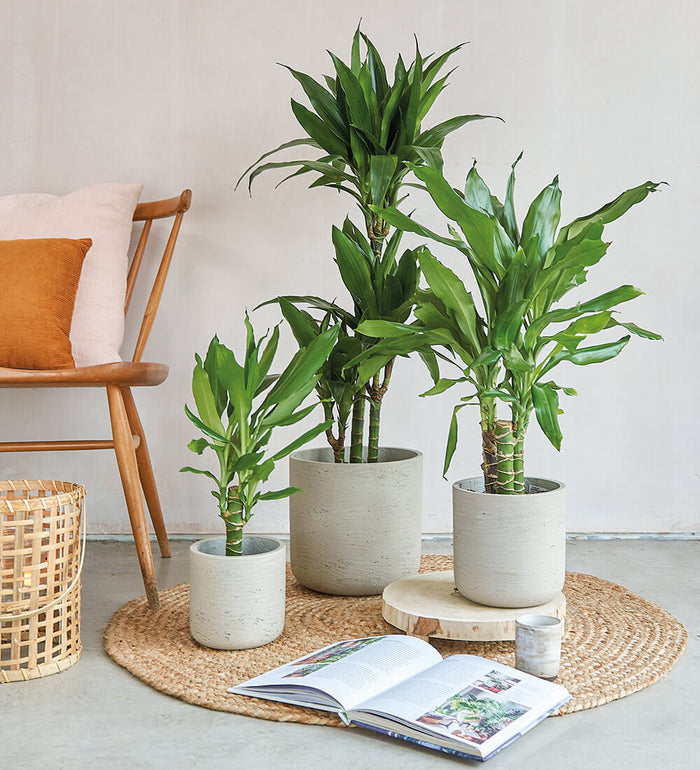 Dracaena Fragrans Steudneri