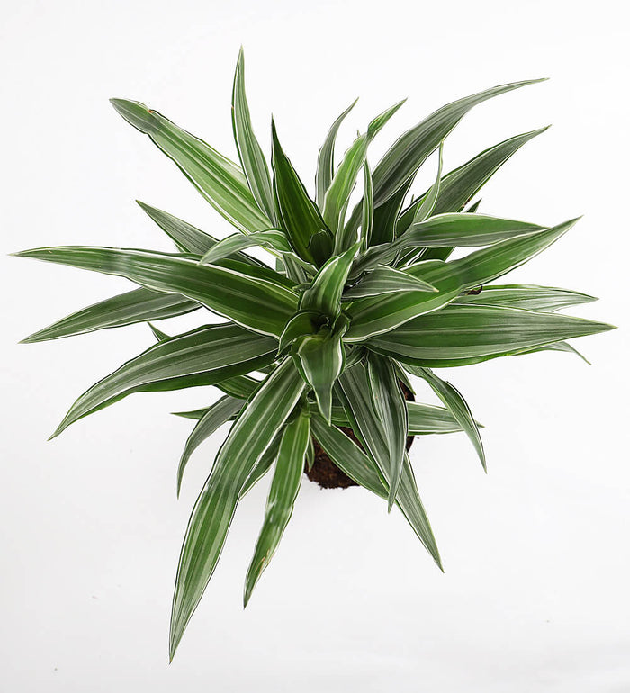 Dracaena Fragrans Warneckei