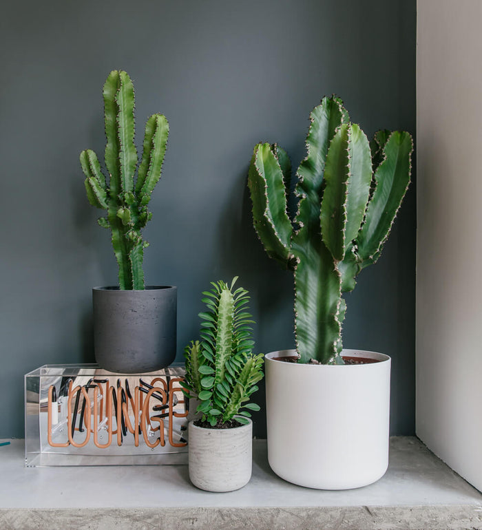 Euphorbia Trigona Cactus