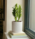 Euphorbia Trigona Cactus