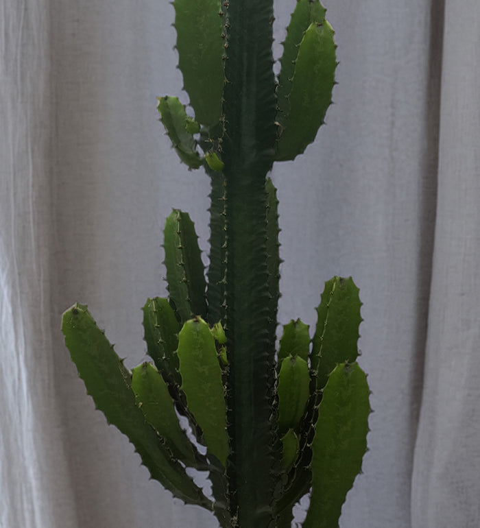 Euphorbia Trigona Cactus