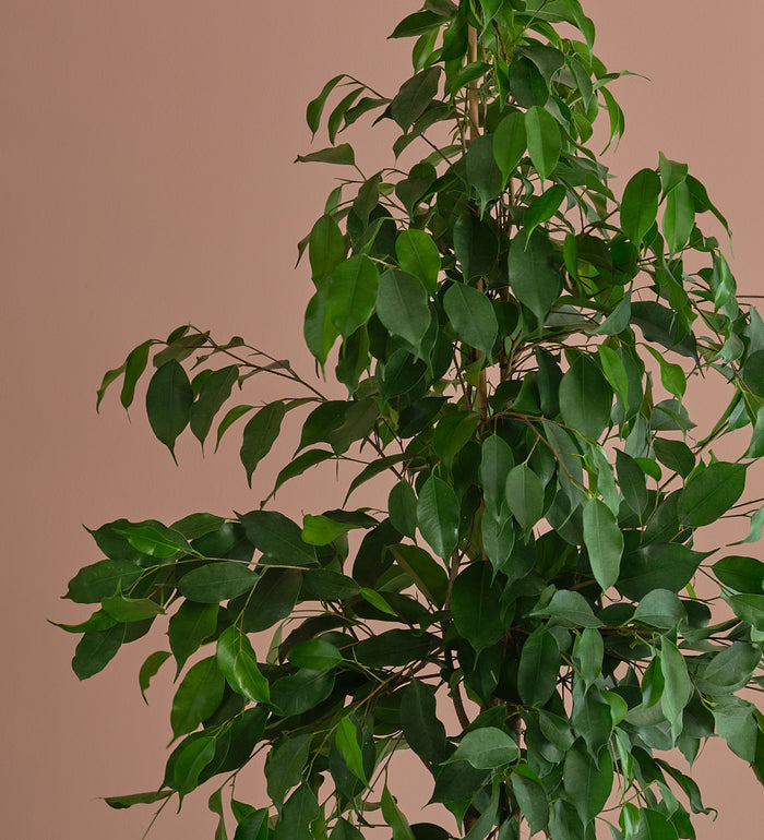 Ficus Benjamina