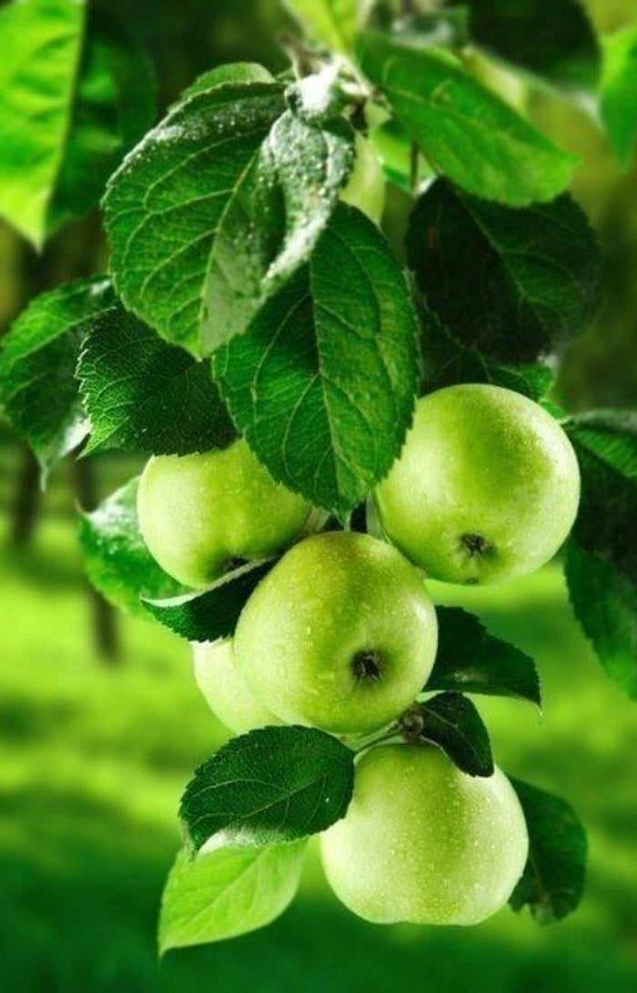 Fruits Apples Diamond Painting Kit - DIY