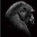 Gorilla Animal Diamond Painting Kit - DIY