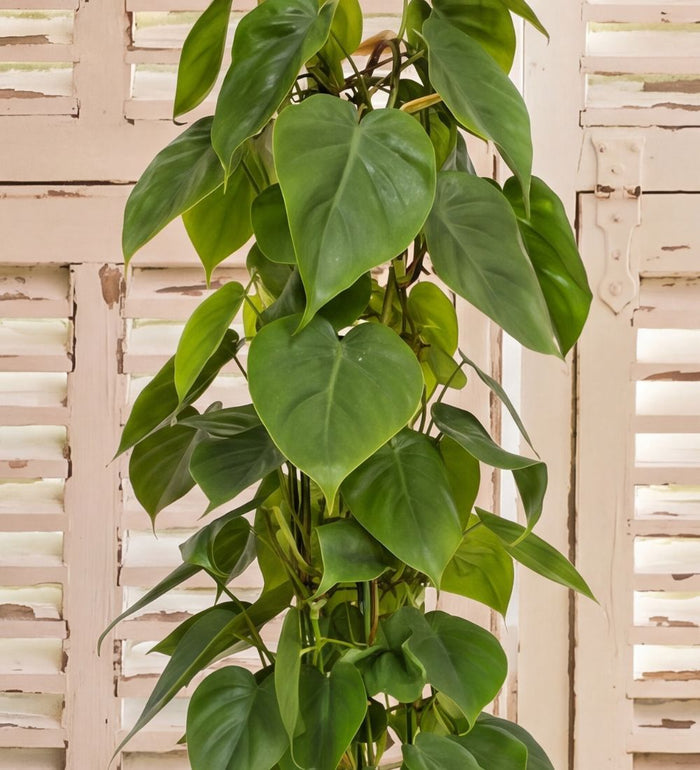 Close-up of Heartleaf Philodendron deep green heart-shaped leaves