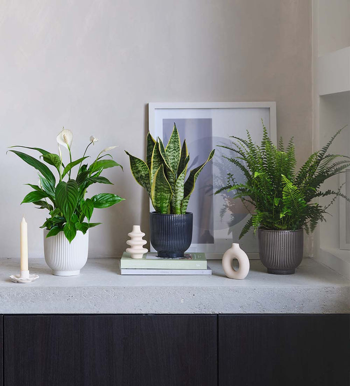 Houseplant Subscription