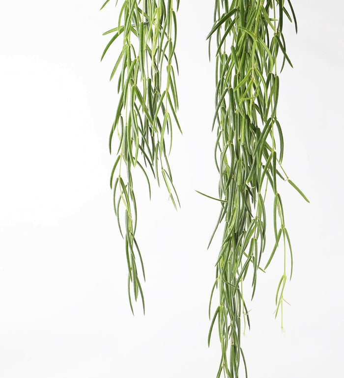 Hoya Linearis