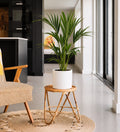 Kentia Palm