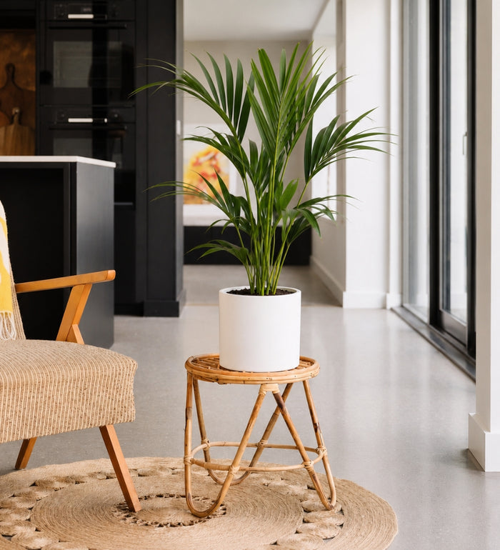 Kentia Palm