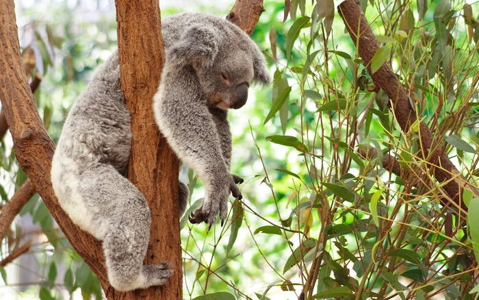 Koala Sleep Diamond Painting Kit - DIY