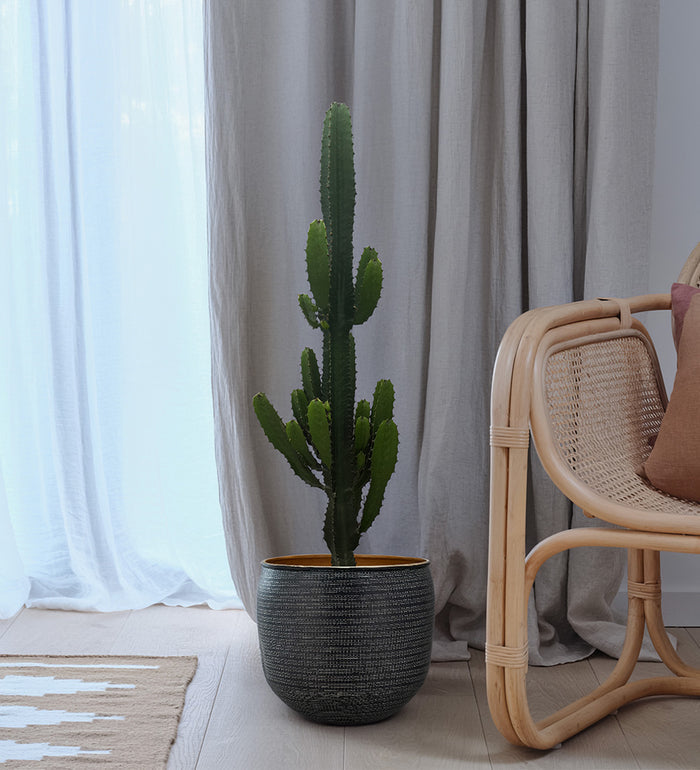 Large Euphorbia Trigona Cactus