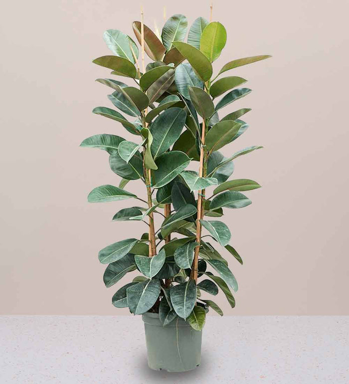 Large Rubber Plant