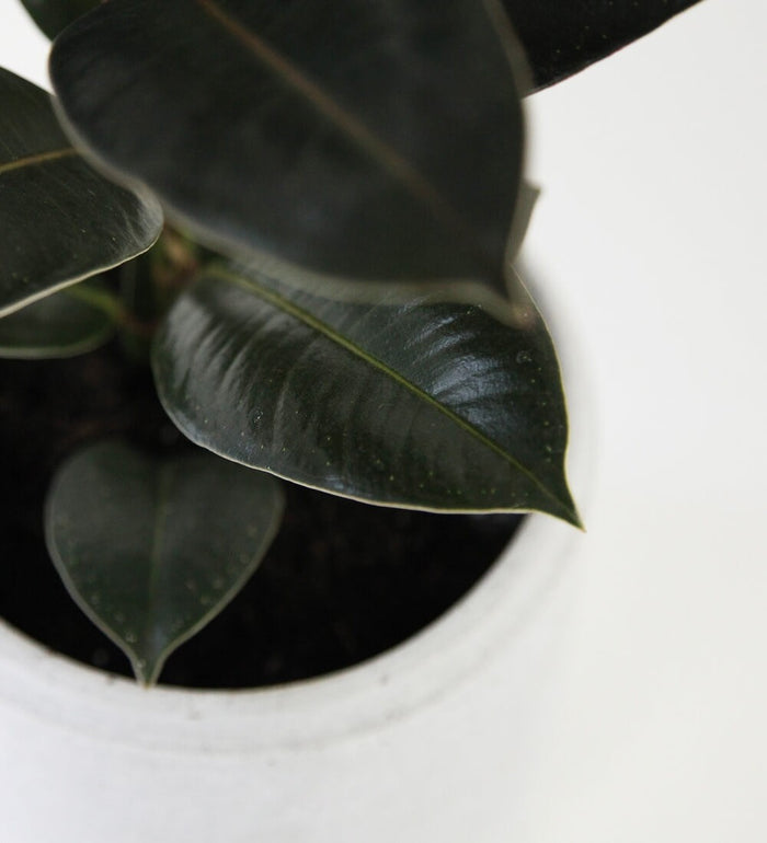 Large Rubber Plant