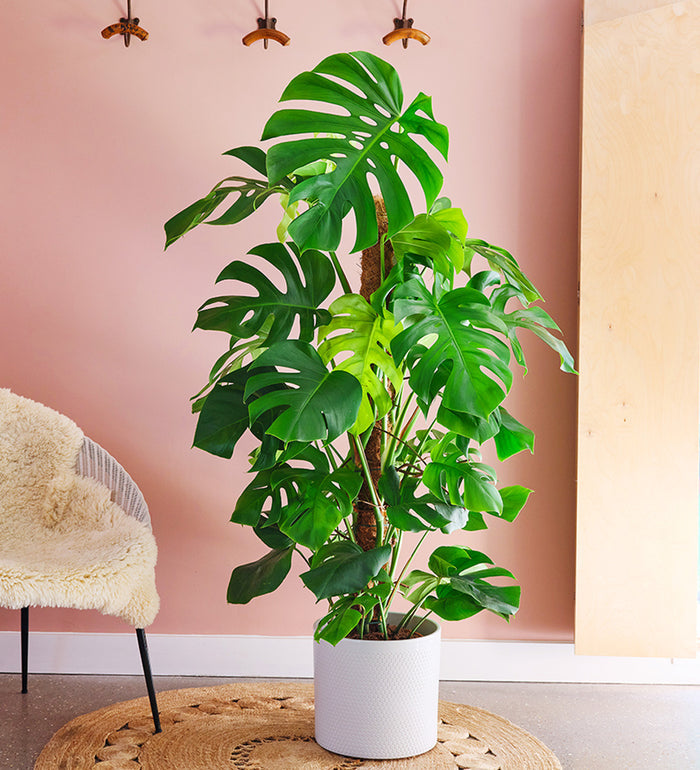Large Swiss Cheese Plant