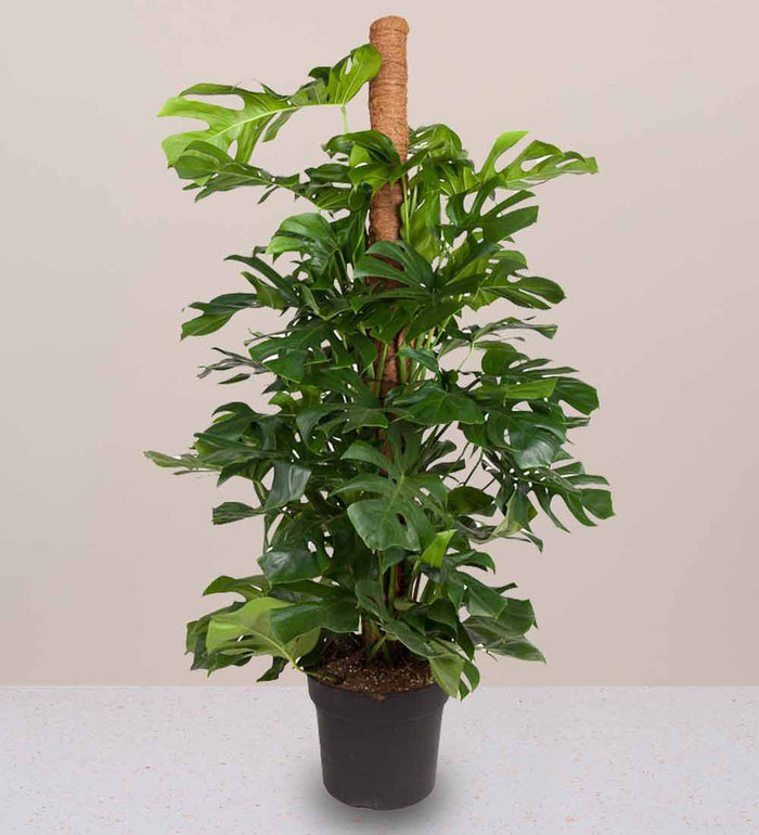 Large Swiss Cheese Plant