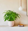 Maidenhair Fern