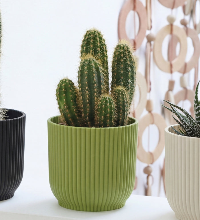 Mini Cacti Trio & Pots