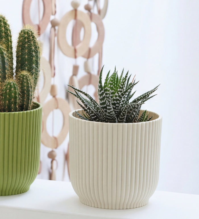 Mini Cacti Trio & Pots