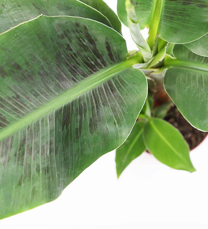 Musa