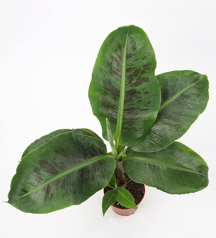 Musa