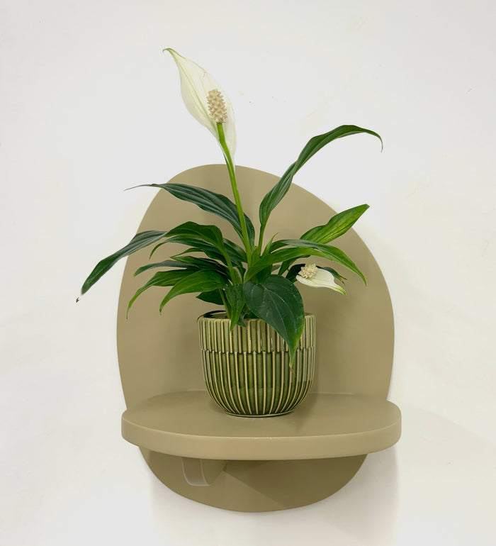 Peace Lily