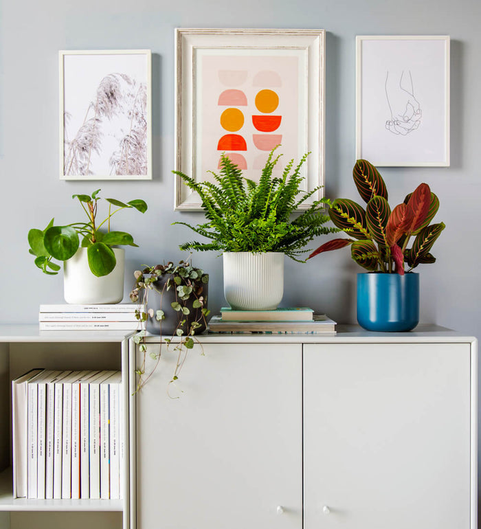 Pet Friendly Houseplant Subscription
