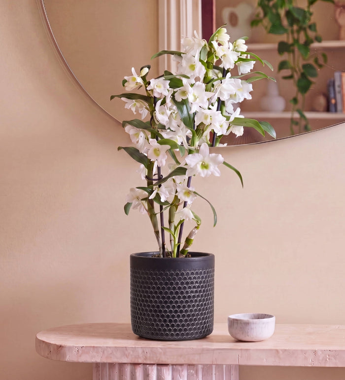 Pet Friendly Houseplant Subscription