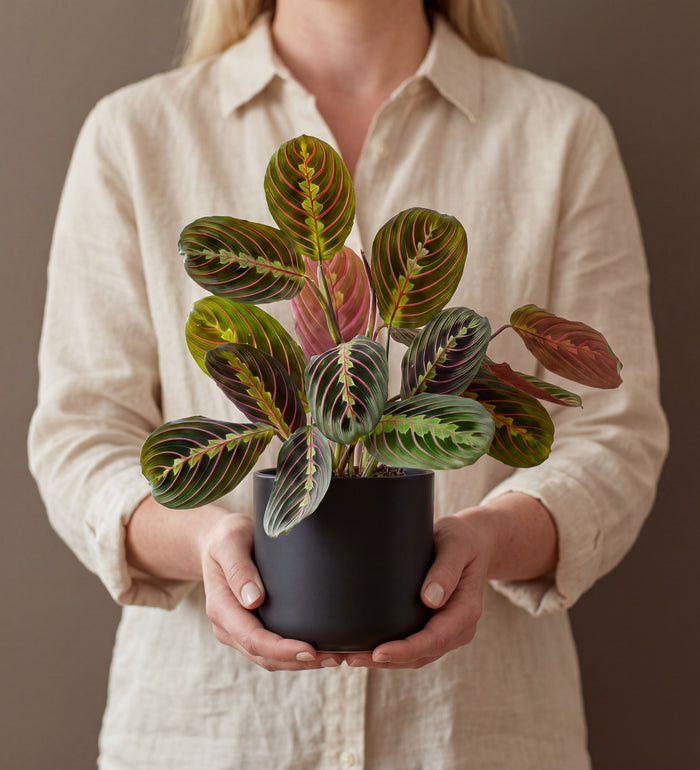 Prayer Plant