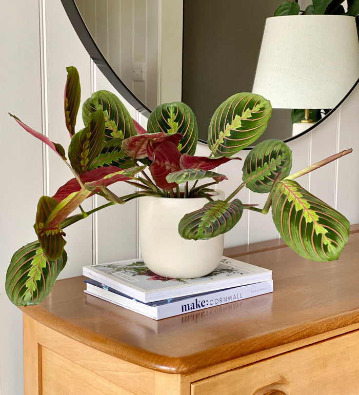 Prayer Plant