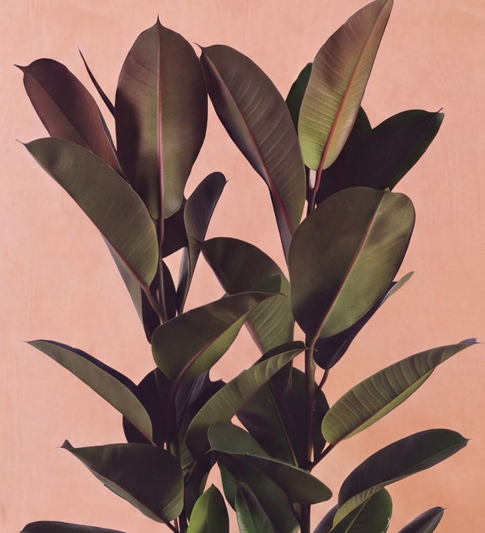 Close-up of Rubber Plant double stem foliage