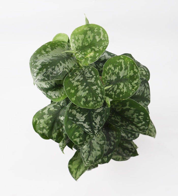 Satin Pothos