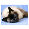 Sleeping Cat Diamond Painting Kit - DIY