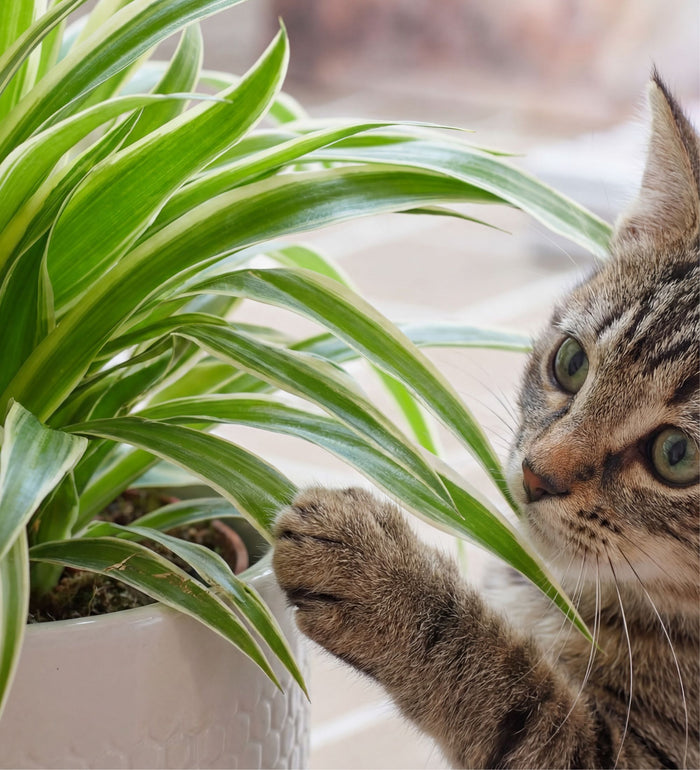 Spider Plant