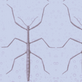 Stickbug Lavender Smoke Bubbles Fabric