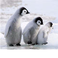 Three Lovely Penguins Diamond Painting Kit - DIY