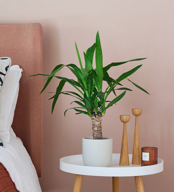 Yucca Plant