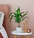 Yucca Plant